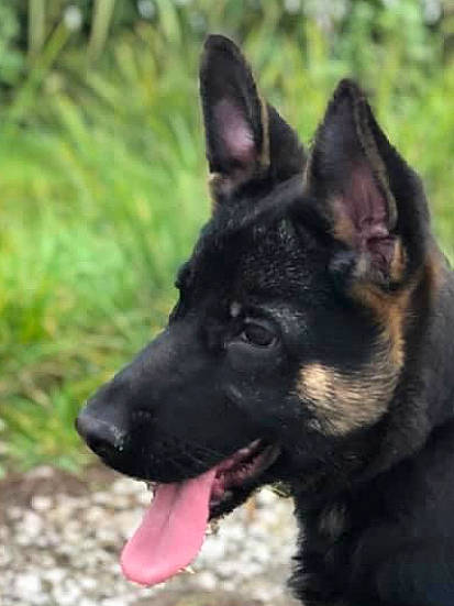 Ruby a rejoint le concours — aidez-le/la à gagner de superbes lots ! black, black_norwegian_elkhound, canidae, canis, carnivore, dog, dog_breed, german_shepherd_dog, grass_family, guard_dog, herding_dog, king_shepherd, neck, old_german_shepherd_dog, organ, police_dog, snout, sporting_group, working_animal, working_dog