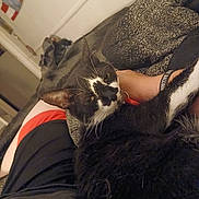 Tux is registered to the contest to win money with this photo: cat, black_and_white, pet, indoor, person, lap, blanket, relaxed, fur, whiskers, resting, home, cozy, animal, cute, companion, comfort, feline, casual, curious