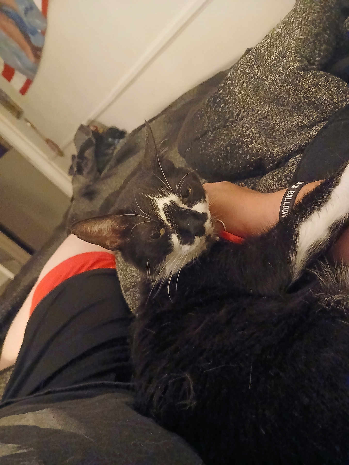 Tux is registered to the contest to win money with this photo: cat, black_and_white, pet, indoor, person, lap, blanket, relaxed, fur, whiskers, resting, home, cozy, animal, cute, companion, comfort, feline, casual, curious