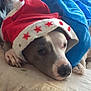 dog, santa_hat, blanket, couch, indoor, resting, pet, canine, holiday, red, blue, animal, fur, nose, paw, face, sleepy, decorated, cozy, domestic