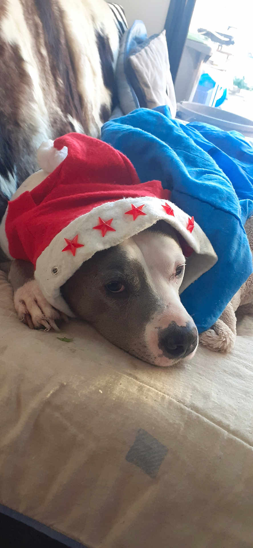 Jasko a rejoint le concours — aidez-le/la à gagner de superbes lots ! dog, santa_hat, blanket, couch, indoor, resting, pet, canine, holiday, red, blue, animal, fur, nose, paw, face, sleepy, decorated, cozy, domestic