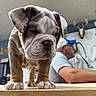 Haus joined the competition — help win amazing prizes! bulldog, puppy, dog, animal, wrinkles, portrait, close_up, standing, table, indoors, human, background, deer_mount, workshop, brown_fur, white_fur, floppy_ears, pink_nose, paws, funny