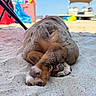 puppy, dog, sleeping, beach, sand, outdoor, sunny, summer, relaxed, lying_down, paws, brown_fur, gray_fur, nose, toes, golf_cart, beach_gear, umbrella, seaside, portrait
