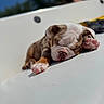 Haus joined the competition — help win amazing prizes! puppy, dog, bulldog, sleeping, nap, pet, animal, canine, wrinkles, paws, pink_paw_pads, short_hair, brown_and_white, cute, adorable, resting, outdoor, sunlight, white_surface, closeup