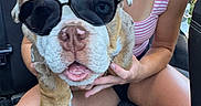 Haus is registered to the contest to win money with this photo: dog, bulldog, sunglasses, pet, animal, portrait, person, outdoor, vehicle, seated, holding, brown_and_white, short_muzzle, wrinkled_face, collar, summer, sunlight, grass, funny, close_up