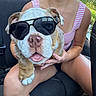 dog, bulldog, sunglasses, pet, animal, portrait, person, outdoor, vehicle, seated, holding, brown_and_white, short_muzzle, wrinkled_face, collar, summer, sunlight, grass, funny, close_up