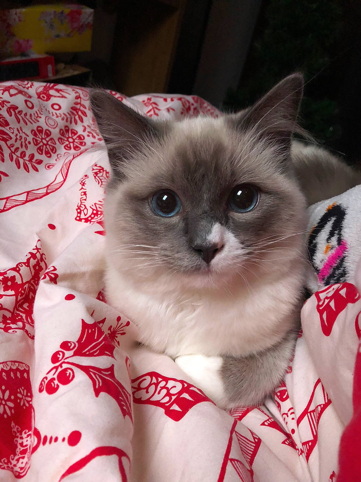 Bramble is registered to the contest to win money with this photo: balinese, birman, box, carmine, carnivore, cat, domestic_short_haired_cat, eye, fawn, felidae, fur, head, linens, pattern, photo_caption, siamese, small_to_medium_sized_cats, snout, thai, whiskers