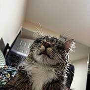 Georgie joined the competition — help win amazing prizes! bedding, blanket, cat, ceiling, close_up, cozy, ear, feline, indoor, long_fur, muzzle, nose, pet, relaxed, sofa, tabby_cat, tongue_out, vent, whiskers, white_chest