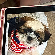 Marvy is registered to the contest to win money with this photo: animal, brown_fur, close_up, couch, cute, dog, face, fur, indoor, ipad, pet, portrait, puppy, red, screen, shih_tzu, striped_clothing, tablet, technology, white