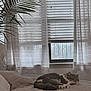 Lola is registered to the contest to win money with this photo: cat, sleeping, bed, blanket, curtains, window, blinds, plant, leafy_plant, fan, indoor, cozy, resting, pet, feline, home, quiet, soft_light, relaxation, peaceful