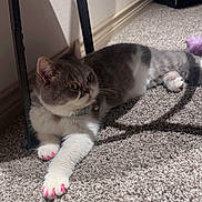 Lola joined the competition — help win amazing prizes! cat, feline, pet, indoor, carpet, gray, white, nail_caps, paws, sunlight, shadow, toy, purple, relaxed, fur, whiskers, collar, domestic_animal, cute, animal