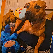 Nala is registered to the contest to win money with this photo: animal, bed, blanket, blue_cow_toy, brown_dog, collar, cozy, cute, dog, domestic, furniture, hand, indoor, pet, plush_toy, relaxed, resting, sleepy, soft_toys, yellow_plush