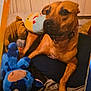 animal, bed, blanket, blue_cow_toy, brown_dog, collar, cozy, cute, dog, domestic, furniture, hand, indoor, pet, plush_toy, relaxed, resting, sleepy, soft_toys, yellow_plush