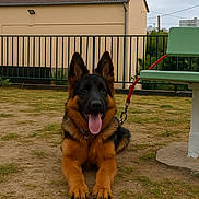 Paco a rejoint le concours — aidez-le/la à gagner de superbes lots ! animal, bench, black, brown, building, collar, dog, ears_up, fence, german_shepherd, grass, ground, leash, outdoor, park, pet, puppy, sky, tongue_out, young_dog