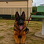animal, bench, black, brown, building, collar, dog, ears_up, fence, german_shepherd, grass, ground, leash, outdoor, park, pet, puppy, sky, tongue_out, young_dog