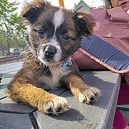Little Guy is registered to the contest to win money with this photo: animal, bench, child, closeup, curious, daylight, dog, eyes, face, fence, fur, jacket, nose, outdoor, paw, person, pet, puppy, table, tree