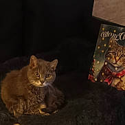 Rita participe au concours pour gagner de l'argent avec cette photo : cat, blanket, christmas_card, holiday, indoor, feline, soft_lighting, decor, festive, cozy, fur, portrait, animal, resting, cute, tabby, warm, relaxing, seated, christmas