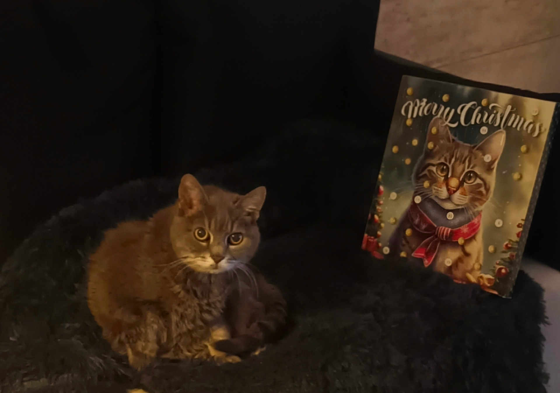 Rita participe au concours pour gagner de l'argent avec cette photo : cat, blanket, christmas_card, holiday, indoor, feline, soft_lighting, decor, festive, cozy, fur, portrait, animal, resting, cute, tabby, warm, relaxing, seated, christmas