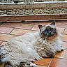 Smooth participe au concours pour gagner de l'argent avec cette photo : cat, blue_eyes, fluffy, long_hair, sitting, terracotta_tiles, fence, wire_mesh, indoor, pet, animal, relaxed, cute, mammal, whiskers, ears, floor, domestic_cat, resting, fur