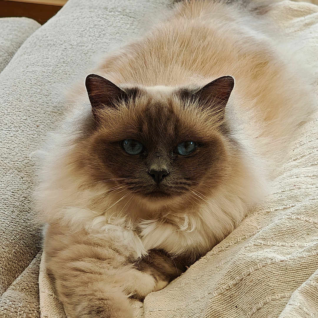 Smooth participe au concours pour gagner de l'argent avec cette photo : cat, fluffy, blue_eyes, lying_down, beige, blanket, indoor, feline, pet, relaxed, fur, animal, cozy, close_up, portrait, paw, mammal, resting, warm, cute