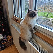 Smooth a rejoint le concours — aidez-le/la à gagner de superbes lots ! cat, fluffy, blue_eyes, window, rain, radiator, wooden_floor, christmas_tree, presents, indoor, curious, gazing, cozy, decorations, holiday, furniture, pet, animal, home, daylight