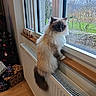 cat, fluffy, blue_eyes, window, rain, radiator, wooden_floor, christmas_tree, presents, indoor, curious, gazing, cozy, decorations, holiday, furniture, pet, animal, home, daylight