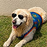 O'Malley participe au concours pour gagner de l'argent avec cette photo : animal, blue_vest, canine, cute, dog, friendly, golden_retriever, grass, happy, laying_down, orange_trim, outdoor, pet, relaxed, summer, sunglasses, sunny, tongue_out, vest, wet_fur