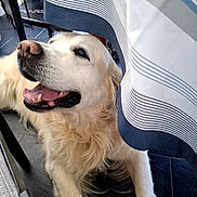 O'Malley participe au concours pour gagner de l'argent avec cette photo : canine, chair, closeup, dog, domestic_animal, floor, fur, golden_retriever, happy, indoor, laying_down, mouth, nose, paw, pet, smiling, striped, tablecloth, tile_floor, tongue_out