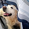 canine, chair, closeup, dog, domestic_animal, floor, fur, golden_retriever, happy, indoor, laying_down, mouth, nose, paw, pet, smiling, striped, tablecloth, tile_floor, tongue_out