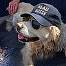 O'Malley a rejoint le concours — aidez-le/la à gagner de superbes lots ! accessory, animal, canine, companion, cool, dog, golden_retriever, hat, human_hand, outdoor, pet, pool, portrait, relaxing, summer, sunglasses, sunlight, tongue_out, water, wet_fur