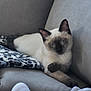 animal, blanket, cat, couch, cozy, cute, ears, face, feline, furniture, home, indoor, kitten, lying_down, paw, pet, relaxed, resting, siamese_cat, soft_fur