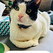 Alexi is registered to the contest to win money with this photo: cat, black_and_white, tuxedo_cat, pet, animal, portrait, close_up, sitting, indoors, couch, collar, bell, whiskers, green_eyes, pink_nose, paws, window, daylight, cushion, text_overlay