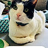 cat, black_and_white, tuxedo_cat, pet, animal, portrait, close_up, sitting, indoors, couch, collar, bell, whiskers, green_eyes, pink_nose, paws, window, daylight, cushion, text_overlay