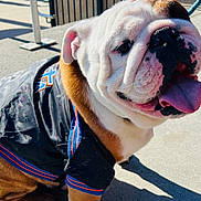 Tank is registered to the contest to win money with this photo: bulldog, dog, pet, animal, wrinkles, tongue, sitting, outdoor, sunlight, sporty_jacket, leash, pavement, railing, stairs, portrait, close_up, white_and_brown, funny_expression, canine, daylight