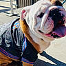 bulldog, dog, pet, animal, wrinkles, tongue, sitting, outdoor, sunlight, sporty_jacket, leash, pavement, railing, stairs, portrait, close_up, white_and_brown, funny_expression, canine, daylight