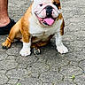 Tank is registered to the contest to win money with this photo: bulldog, dog, pet, canine, wrinkled_face, tongue_out, sitting, leash, outdoor, pavement, paving_stones, grass, animal, brown_and_white, short_coat, happy, portrait, companion, park, funny