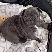 Oby participe au concours pour gagner de l'argent avec cette photo : adorable, animal, blanket, blue_eyes, companion, cozy, curious, cute, dog, fur, gray_fur, indoor, looking_up, pet_bed, puppy, resting, small_dog, soft_texture, toy, young_dog