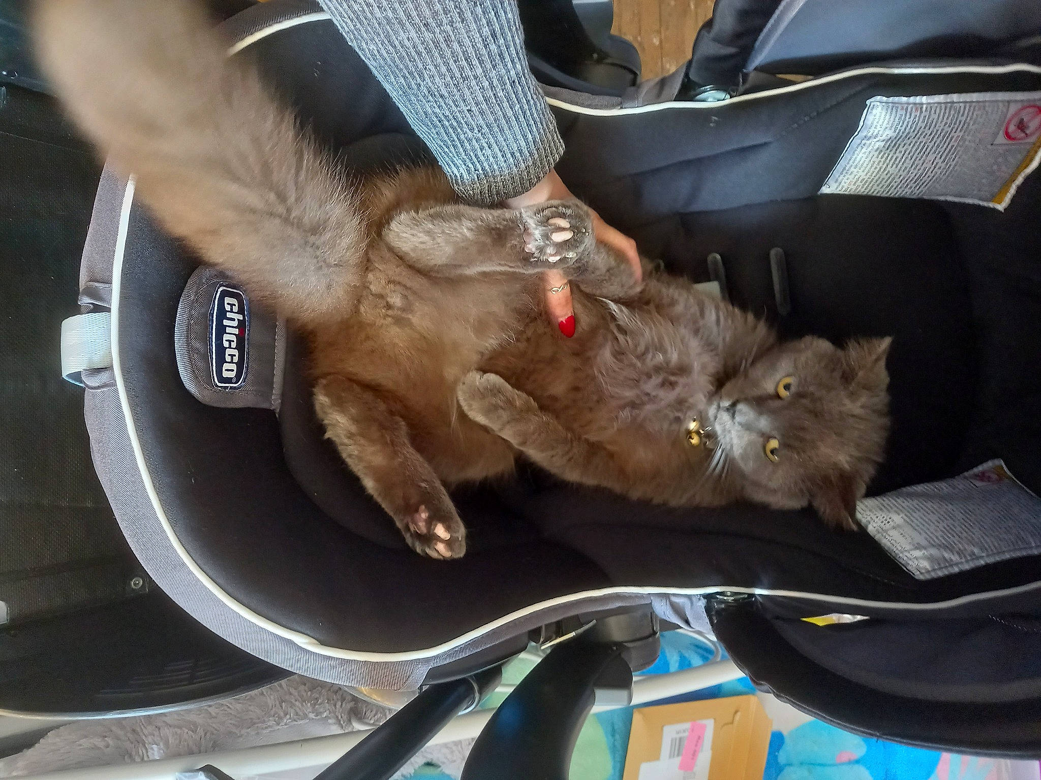 Léón a rejoint le concours — aidez-le/la à gagner de superbes lots ! auto_part, automotive_exterior, automotive_tire, automotive_wheel_system, bag, carnivore, cat, claw, domestic_short_haired_cat, felidae, fur, gesture, human_leg, lap, motor_vehicle, nail, small_to_medium_sized_cats, whiskers, windshield, wrist