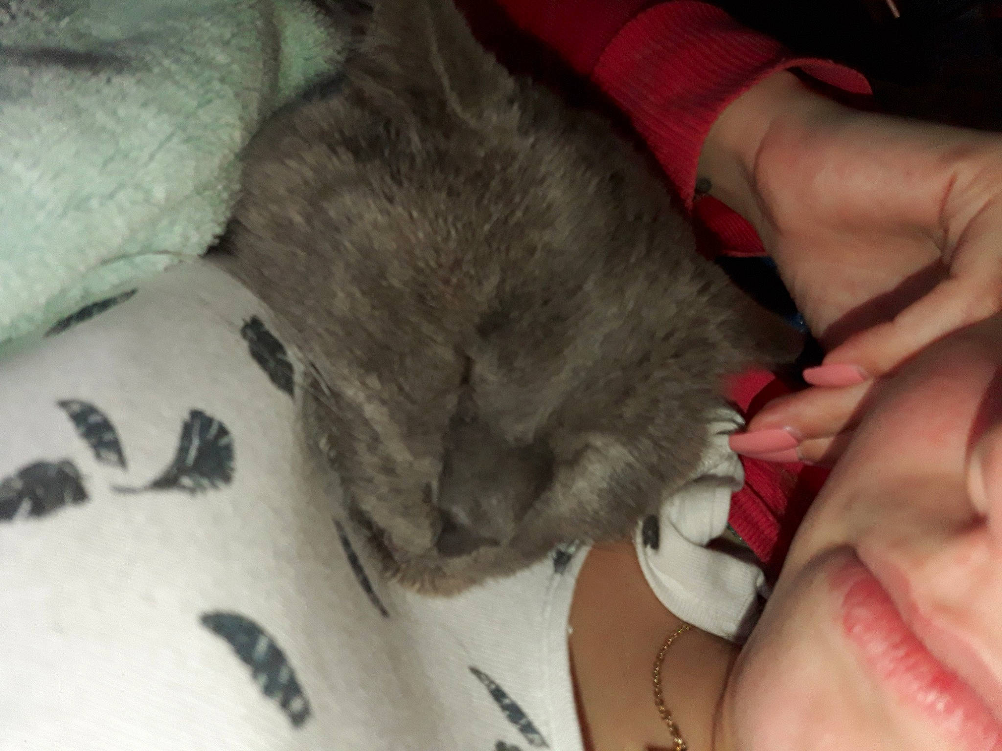 Léón participe au concours pour gagner de l'argent avec cette photo : carnivore, cat, comfort, dog_breed, eyelash, felidae, finger, foot, gesture, hand, human_leg, mammal, nail, paw, small_to_medium_sized_cats, snout, tail, thumb, vertebrate, whiskers