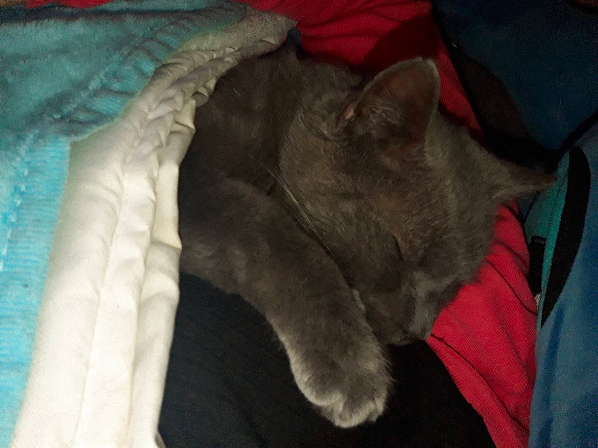 Léón a rejoint le concours — aidez-le/la à gagner de superbes lots ! carmine, carnivore, cat, comfort, dog_breed, domestic_short_haired_cat, fawn, felidae, fur, grey, human_leg, linens, nap, russian_blue, sleeve, small_to_medium_sized_cats, snout, sporting_group, tail, whiskers