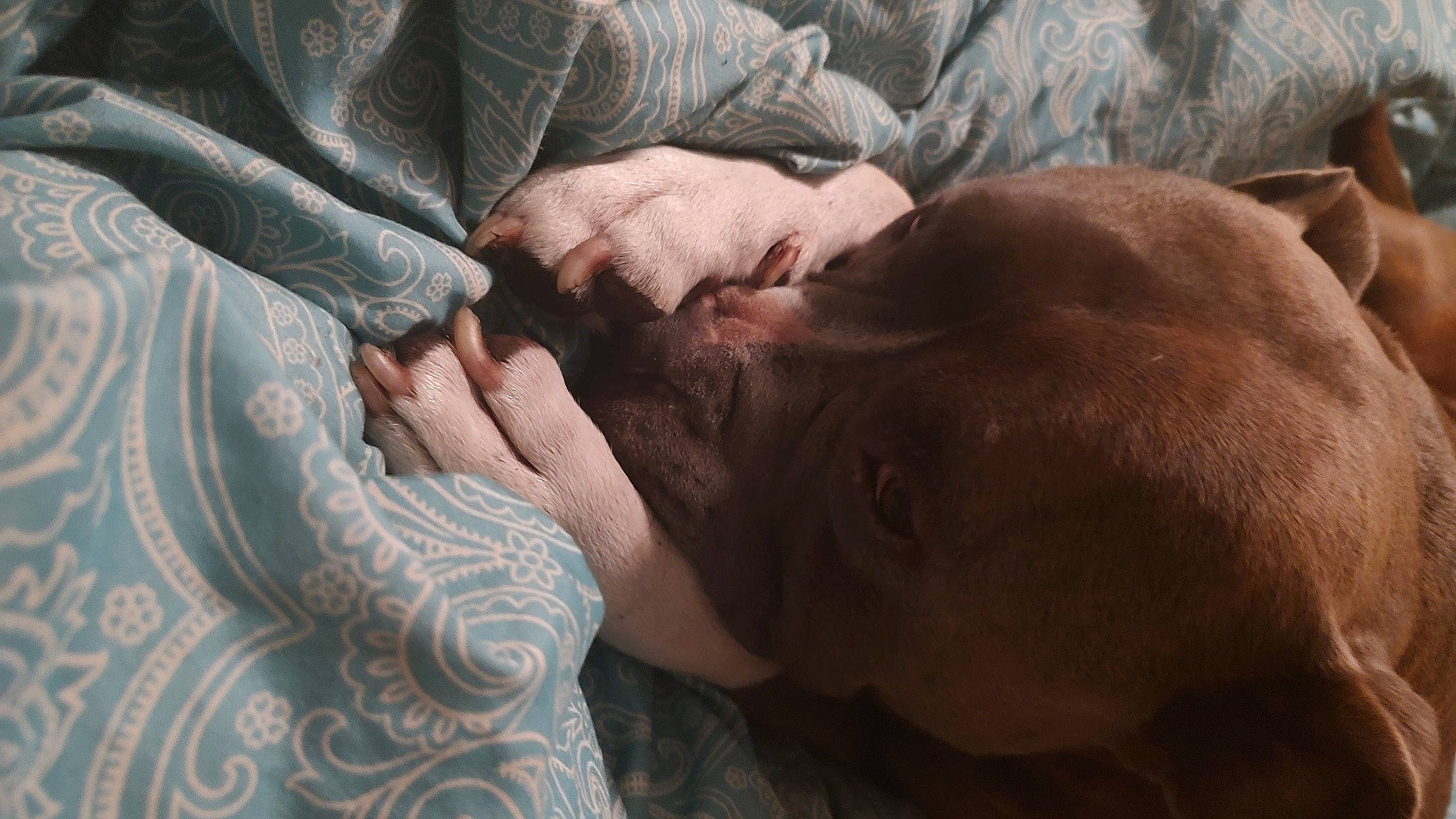 Hoss joined the competition — help win amazing prizes! beard, carnivore, comfort, companion_dog, dog, dog_breed, eyelash, fawn, flesh, fur, gesture, linens, liver, nap, pattern, snout, sporting_group, tree, vertebrate, wrinkle