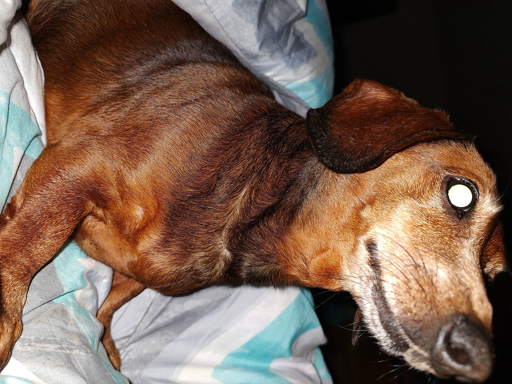 Ruby Red is registered to the contest to win money with this photo: canidae, carnivore, collar, companion_dog, dog, dog_breed, dog_collar, ear, fawn, fur, guard_dog, hunting_dog, liver, pet_supply, snout, sporting_group, terrestrial_animal, whiskers, working_animal, working_dog