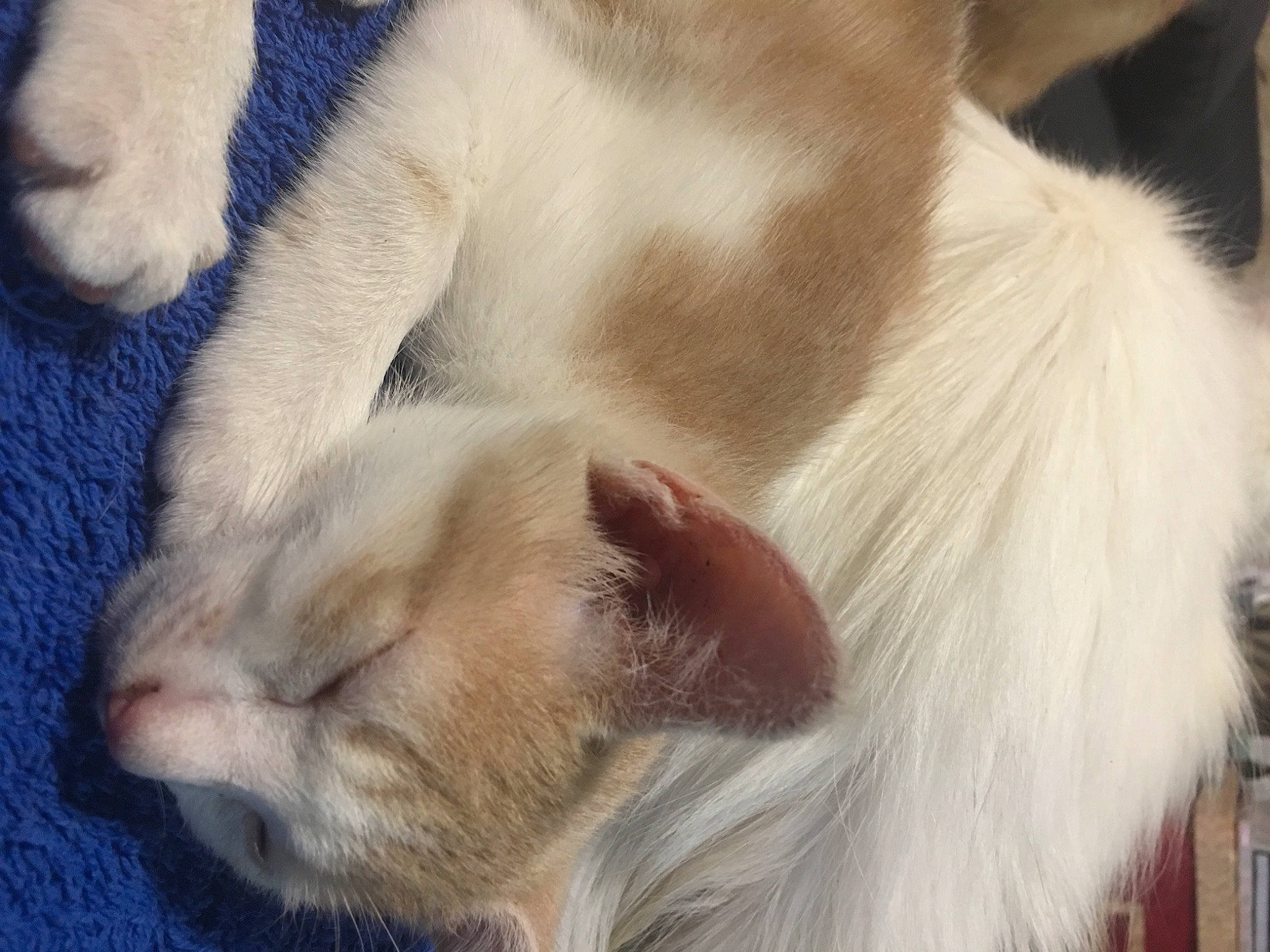 Junior a rejoint le concours — aidez-le/la à gagner de superbes lots ! balinese, carnivore, cat, claw, close_up, comfort, domestic_short_haired_cat, ear, fawn, felidae, fur, nap, paw, sleep, small_to_medium_sized_cats, snout, tail, terrestrial_animal, thai, whiskers