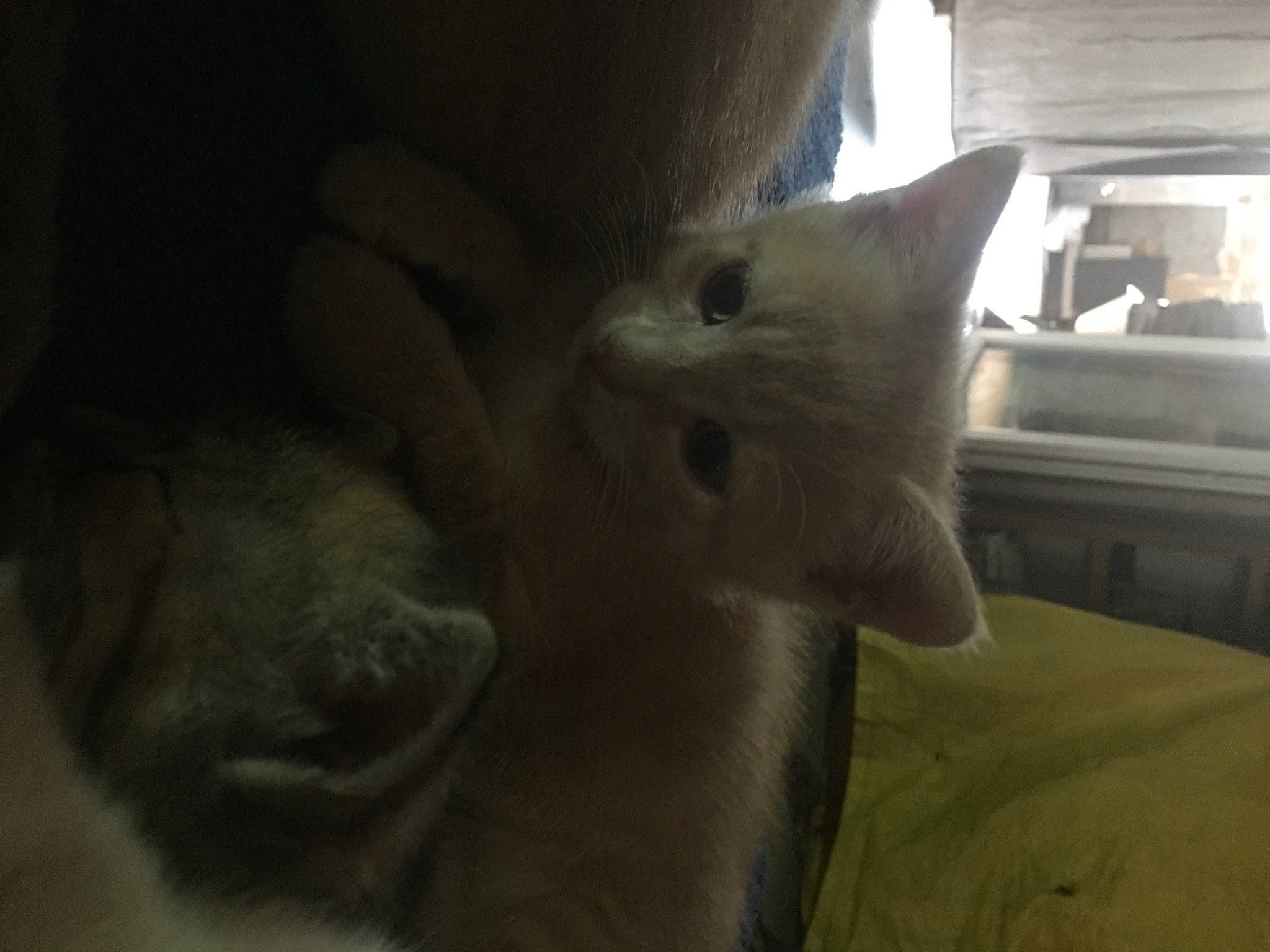 Tigrou participe au concours pour gagner de l'argent avec cette photo : carnivore, cat, domestic_short_haired_cat, felidae, fur, small_to_medium_sized_cats, snout, tail, whiskers, wood