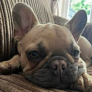 Frankie is registered to the contest to win money with this photo: dog, french_bulldog, pet, couch, indoor, close_up, sleepy, brown, texture, paw, face, ears, nose, window, light, resting, animal, canine, home, relaxation