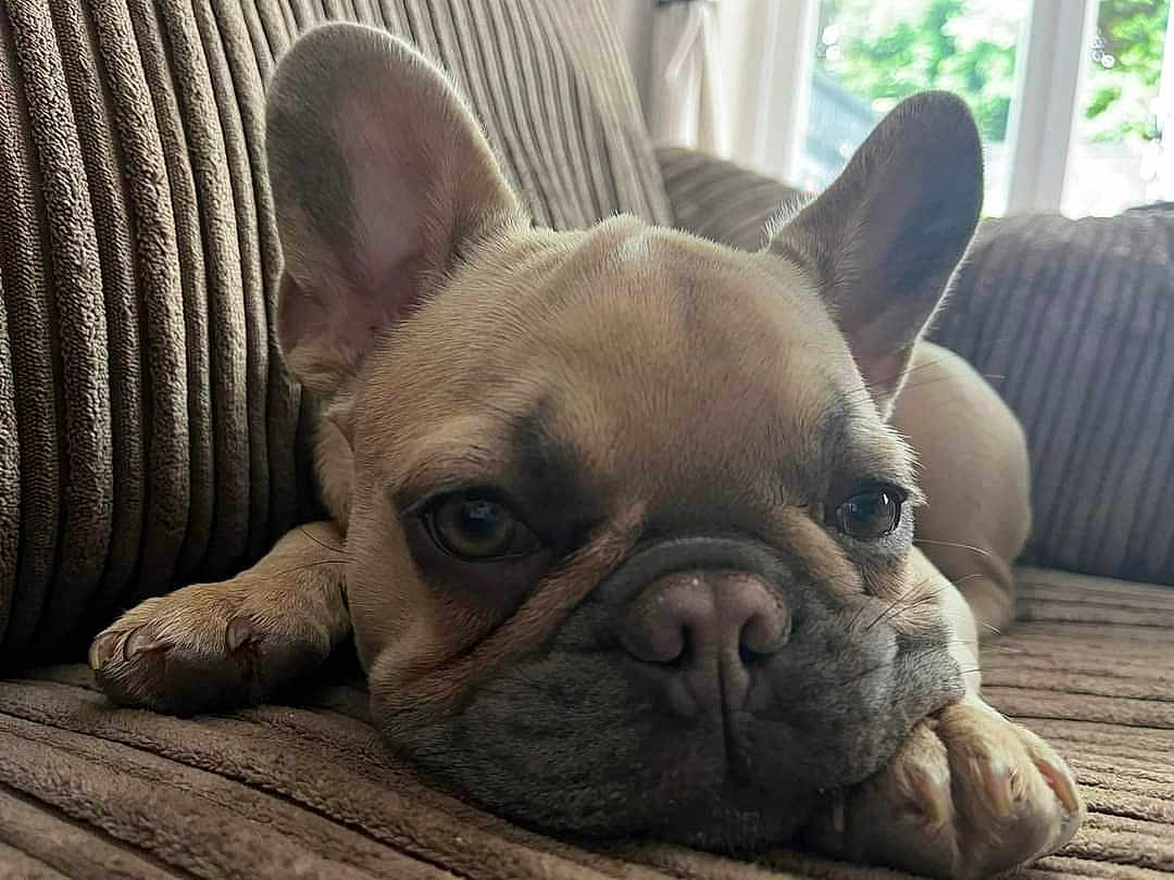 Frankie