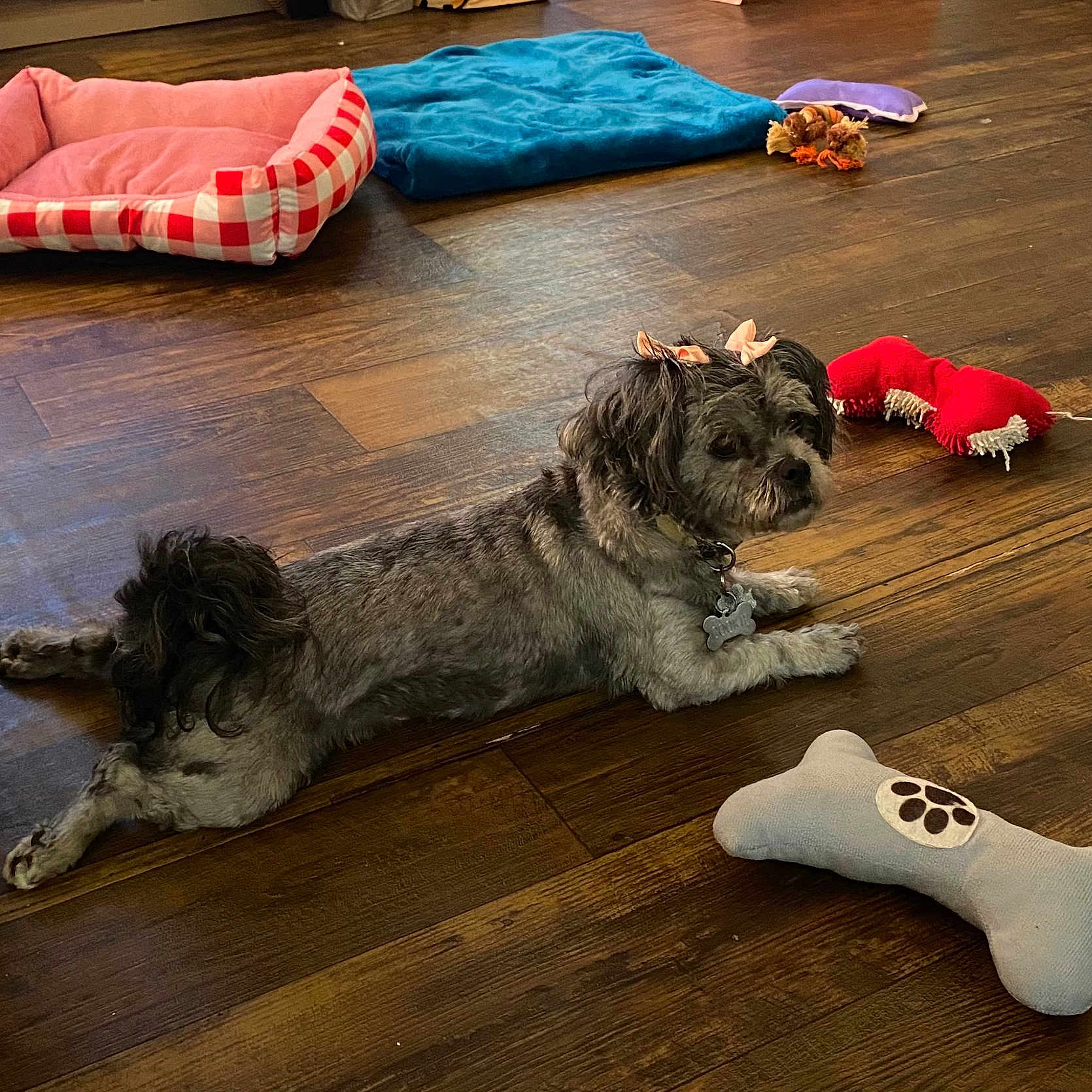 Cookie is registered to the contest to win money with this photo: animal, bow, collar, cozy, cute, dog, dog_toy, floor, furniture, home, indoor, living_room, pet, pet_bed, playful, relaxed, resting, small_dog, toy, wooden_floor