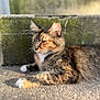 Mavis joined the competition — help win amazing prizes! cat, calico, feline, animal, outdoor, sunlight, relaxed, resting, moss, stone, concrete, whiskers, ears, fur, paw, nature, pet, closeup, daytime, mammal