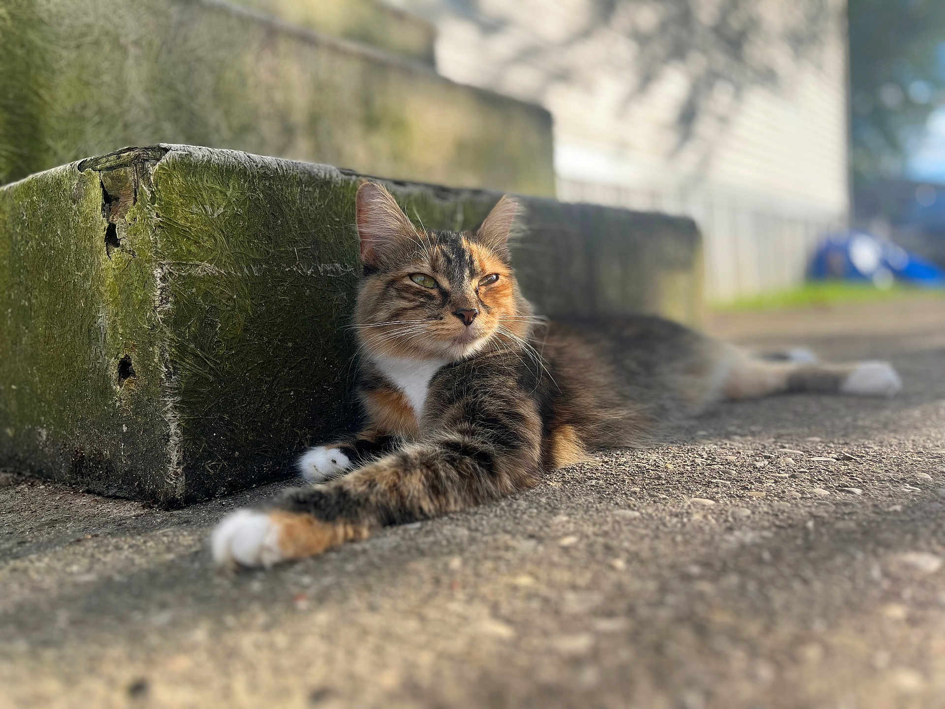 Mavis is registered to the contest to win money with this photo: cat, tabby_cat, outdoor, relaxed, sunlight, concrete, stone_block, moss, feline, animal, resting, paw, whiskers, side_view, nature, daylight, texture, quiet, calm, closeup