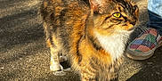 Mavis is registered to the contest to win money with this photo: cat, tabby_cat, animal, pet, outdoor, sunlight, fur, yellow_eyes, side_view, standing, pavement, shadow, jeans, colorful_shoes, footwear, striped, mammal, whiskers, alert, daylight